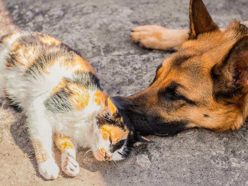 Auch Katzen und Hunde können unter Hitze leiden