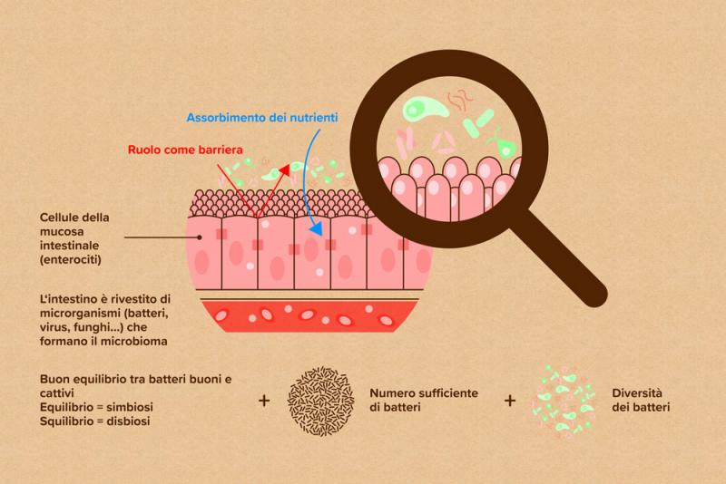 Rappresentazione schematica della mucosa intestinale